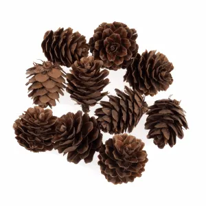 Craft Embellishments - Pine Cones: 25 - 40mm (10 Pieces)