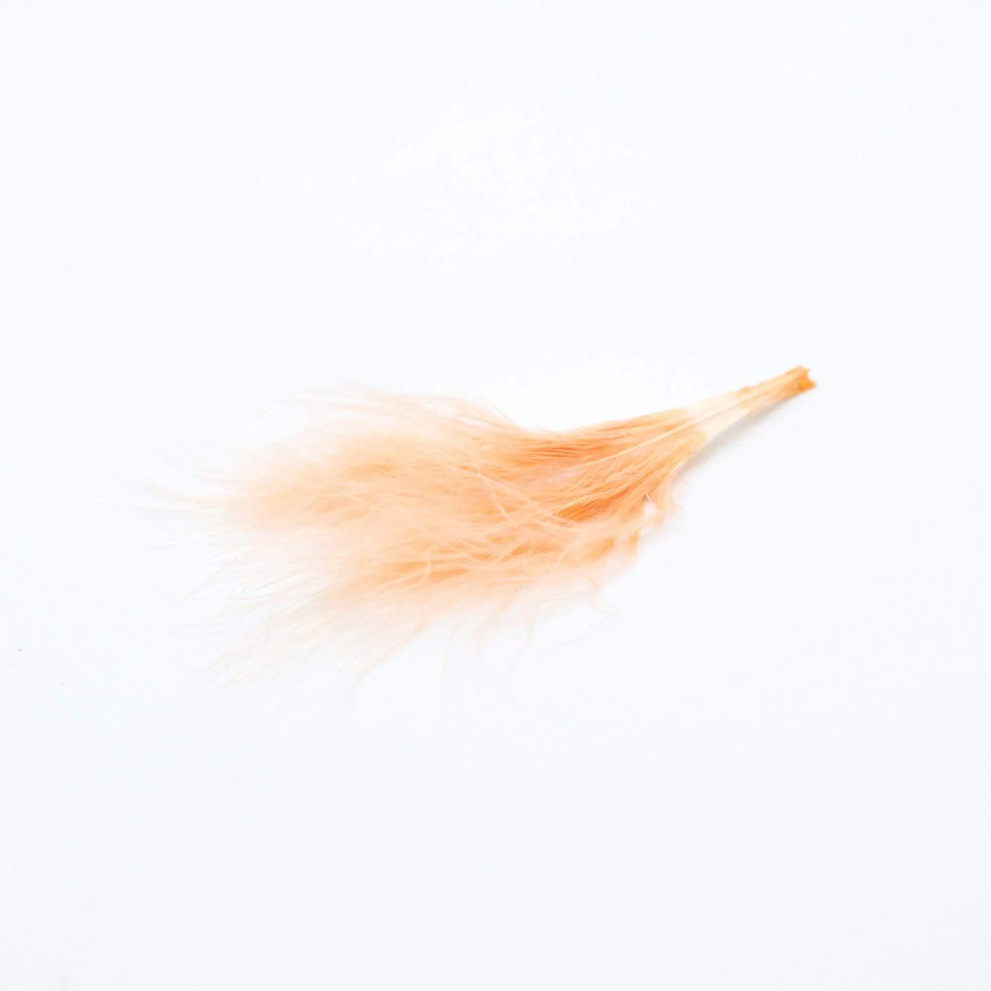 Feathers Peach